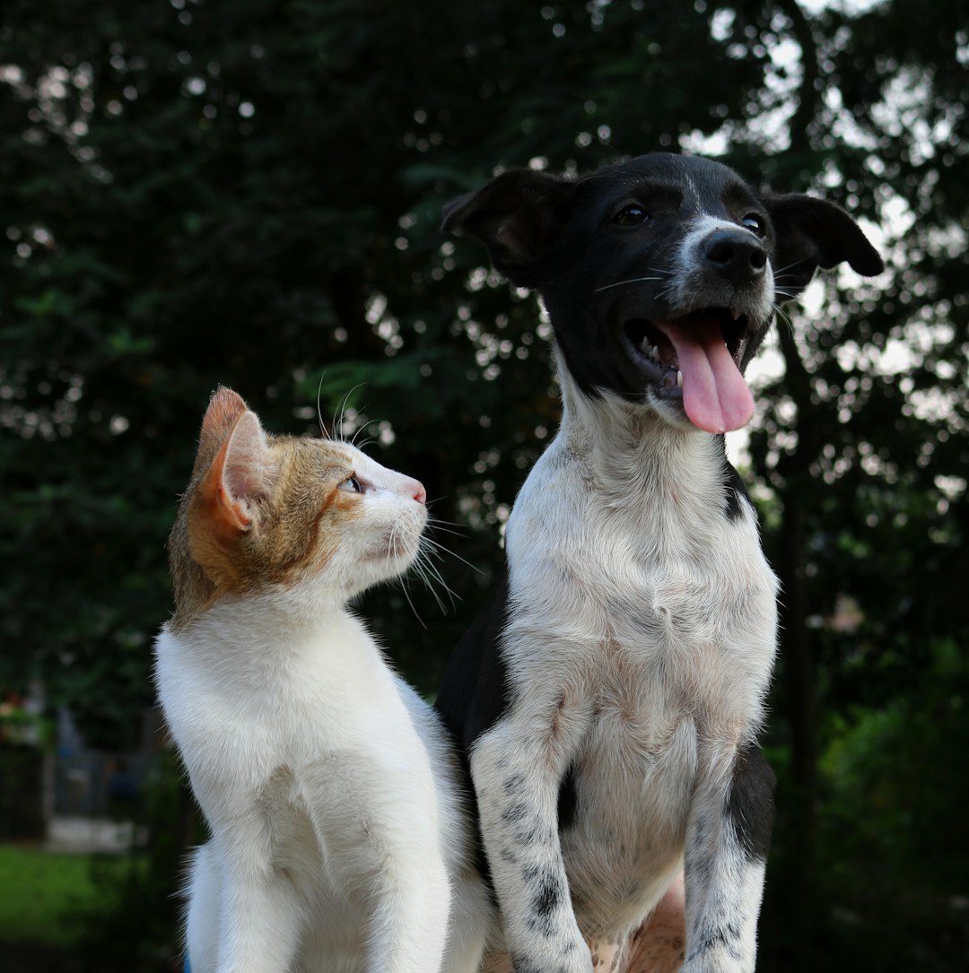 Happy pets - dogs and cats